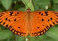 Tropičtí motýli rodu Heliconius odhalují tajemství pomalého stárnutí