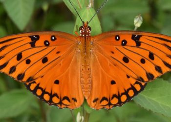 Tropičtí motýli rodu Heliconius odhalují tajemství pomalého stárnutí