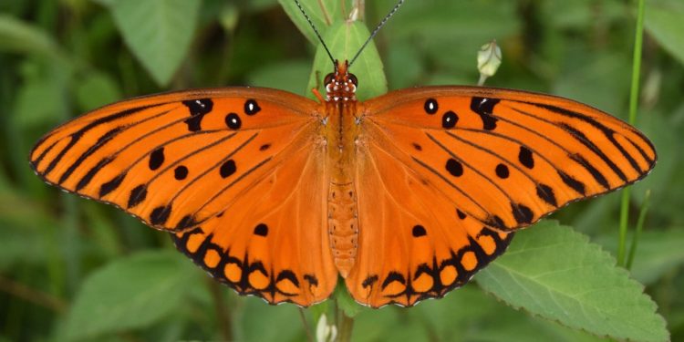 Tropičtí motýli rodu Heliconius odhalují tajemství pomalého stárnutí